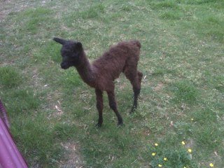 Peter Worrell's album, Alpacas!