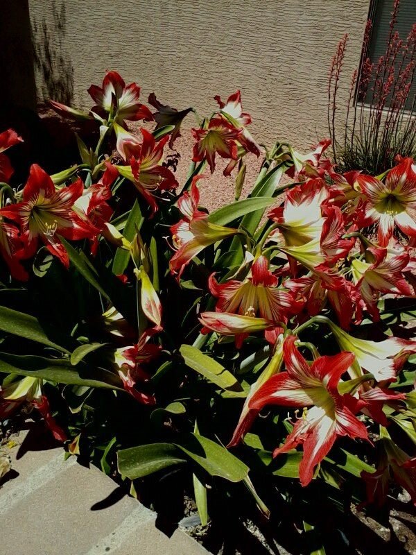 Susan Moore's album, Mobile Uploads