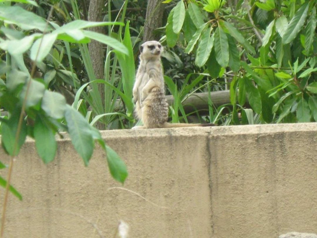 Nancy Reyes' album, Spring Break- Riverbanks Zoo