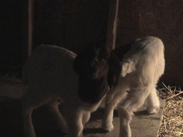 Richard Freund's album, Baby Goats February 2010