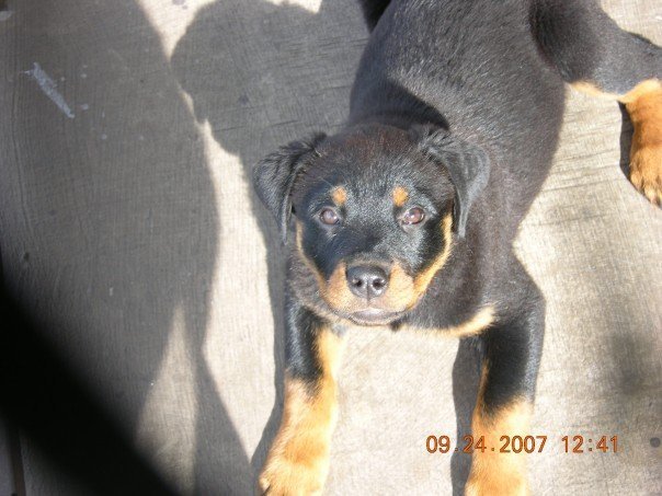 Nancy Calla's album, Bella , (new family addition)