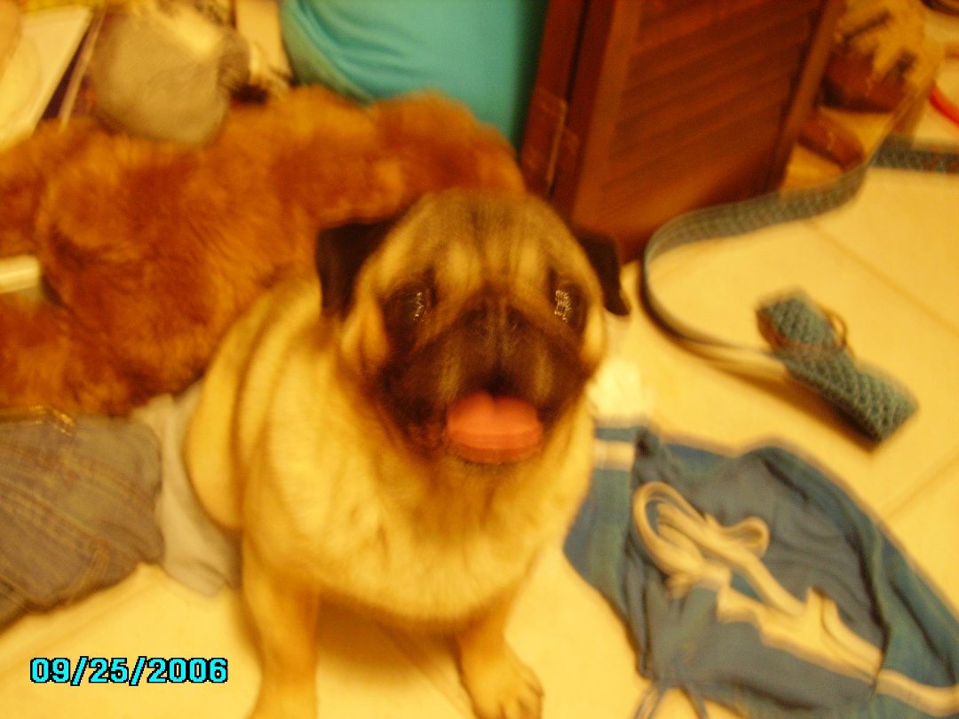 Robert Dunas' album, JIMMY the Pug - In Loving Memory