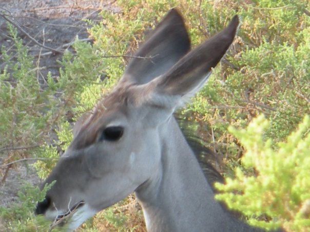 Lisa Orr's album, Samburu Safari, October 2009