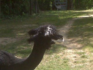 Peter Worrell's album, Alpacas!