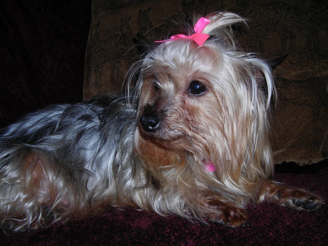 Connie Countryman's album, Sophie's 1st day home