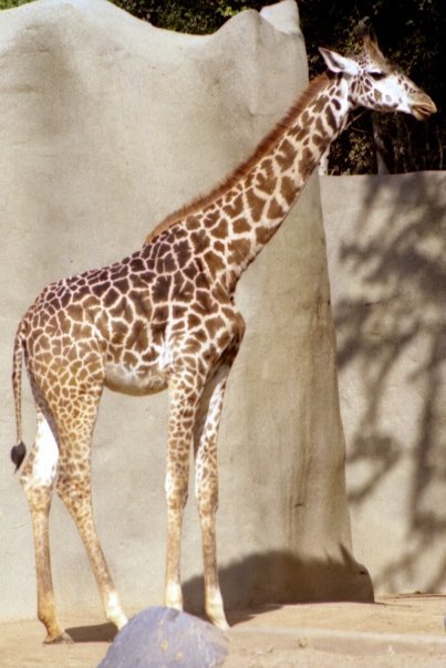 John James' album, Zoo Diego