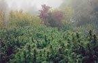 Zane Caruthers' Classmates profile album