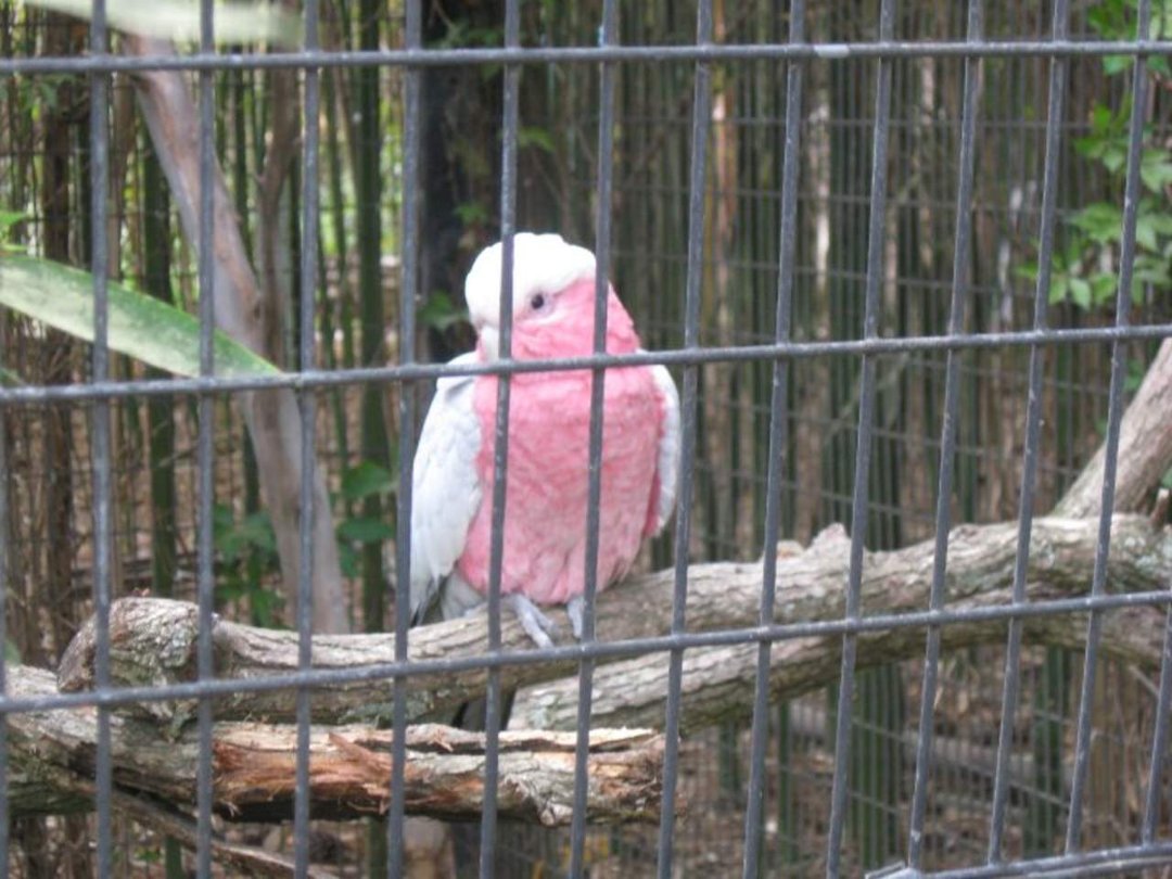 Nancy Reyes' album, Spring Break- Riverbanks Zoo