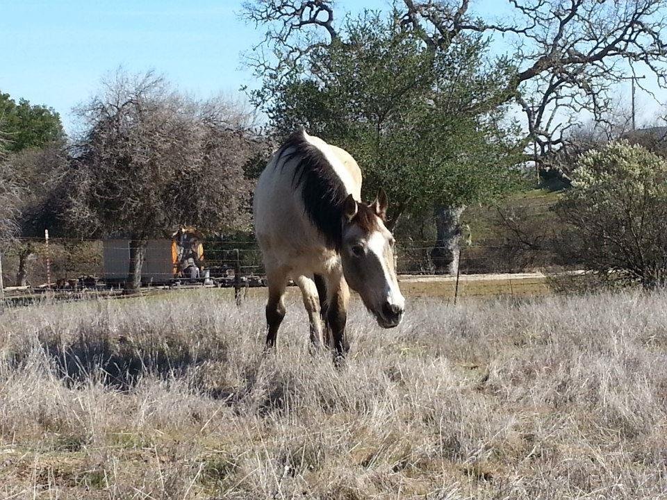 Lisa Phillips' album, Sissy - our new horse