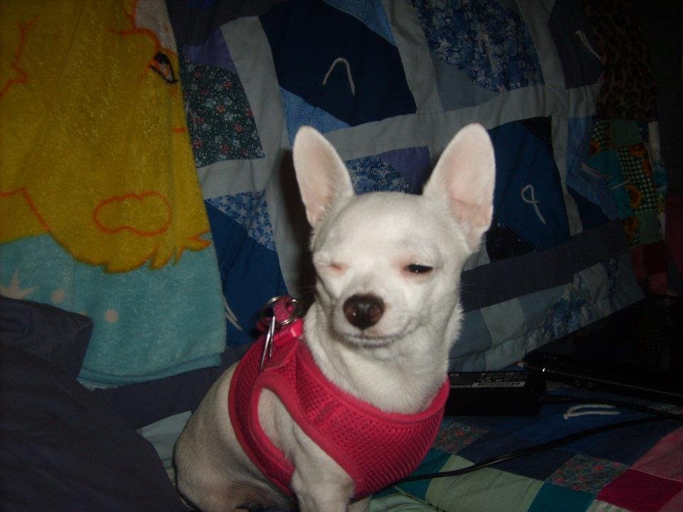 Ruby Pickens' album, Dog Pictures