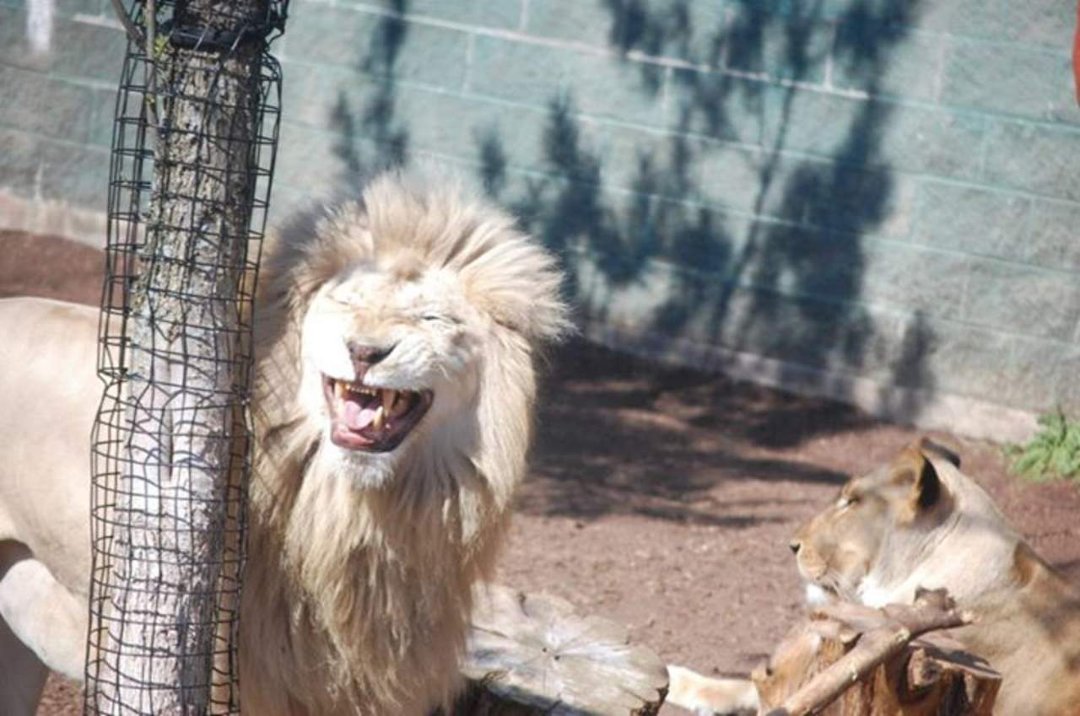 Chris Dix's album, Capron Park Zoo