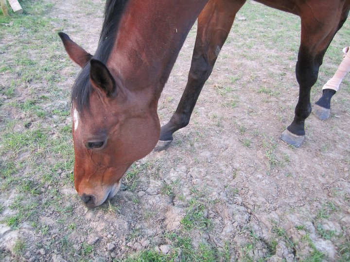 Catherine Phillips' album, Horses