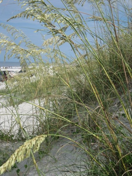 Janet Cauble's album, A Day at the Beach!