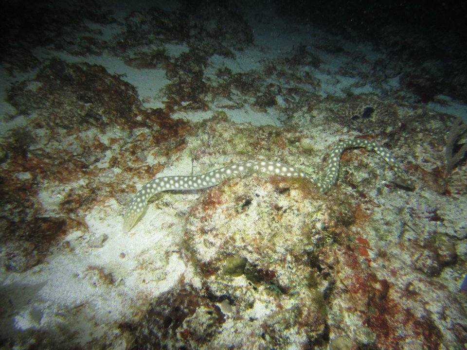 Monica Braley's album, Cozumel March 2012