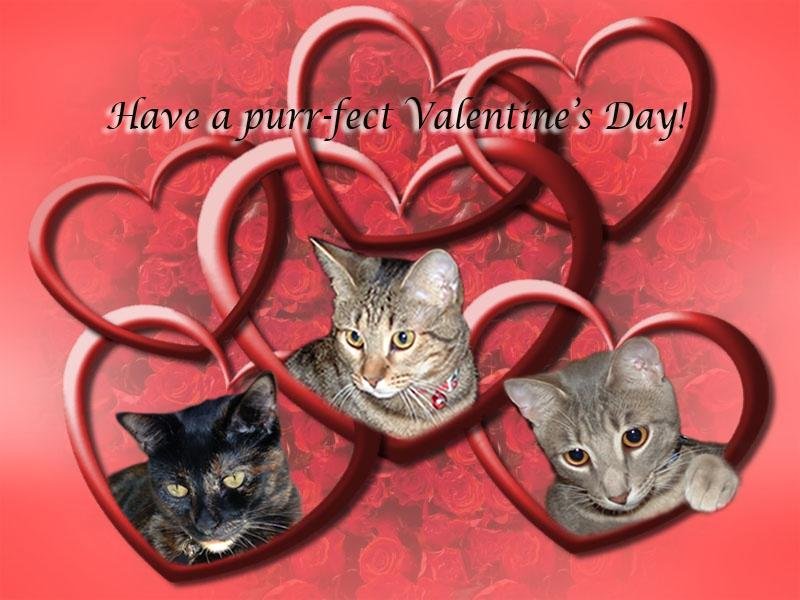Jill Bartikowsky's album, Cover Photos