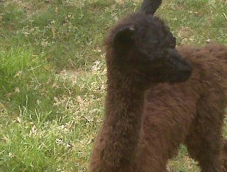 Peter Worrell's album, Alpacas!