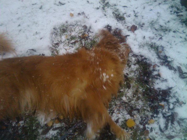Jerri Andreasen's album, Snow day with Sammy