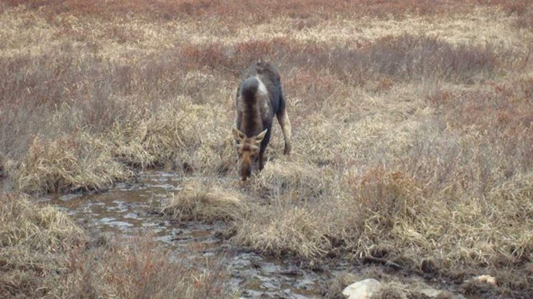 Chris Cunningham's album, Moose along the drive
