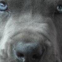 Janet Pope's album, Profile Pictures
