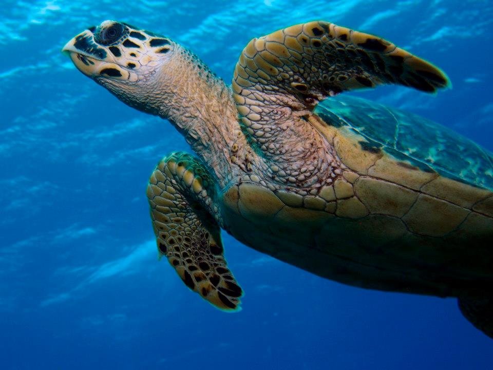 John Kotovsky's album, More Little Cayman 10-12
