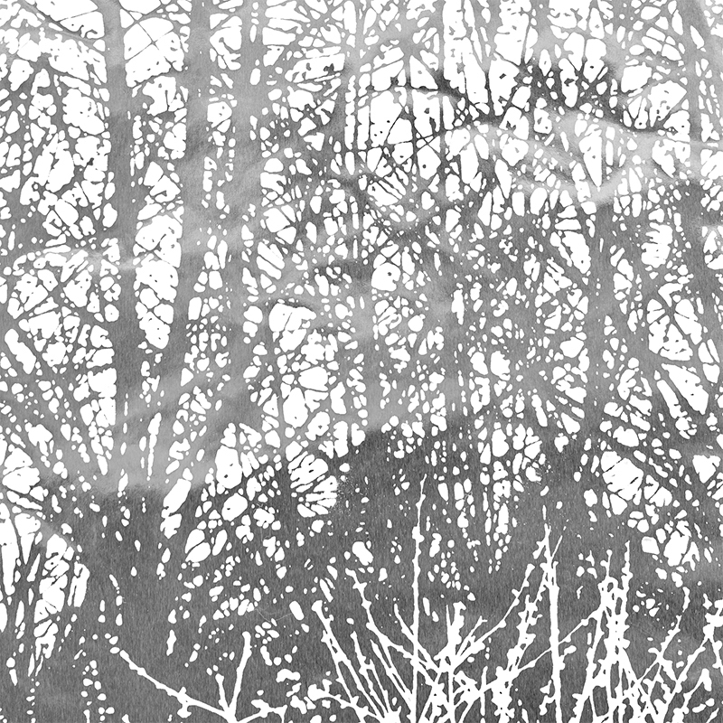 BIRCHES gallery 2