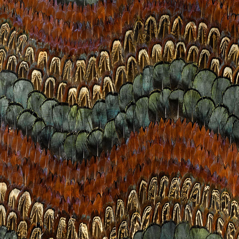 BISCAYNE — PEACOCK & PHEASANT