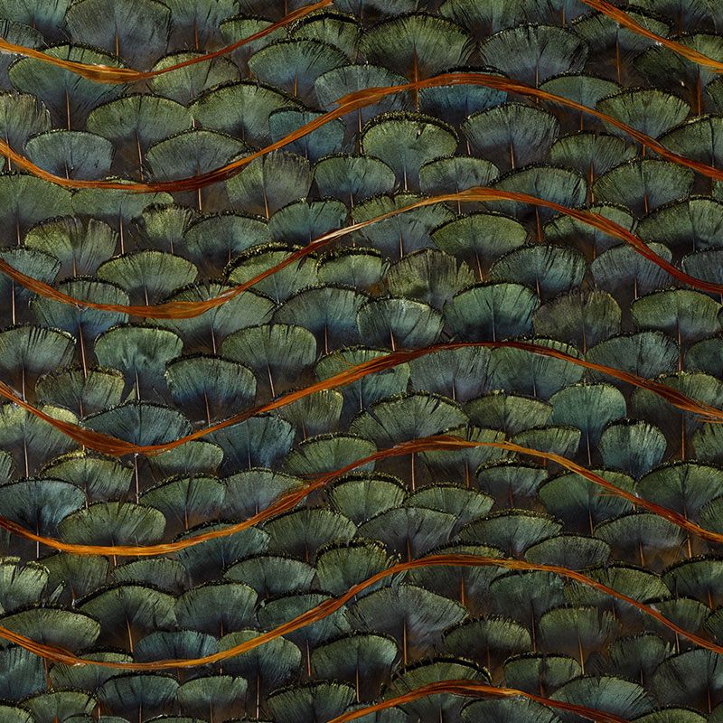 EMERALD BAY — PEACOCK