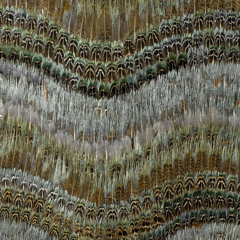 CLEARWATER — BLUE HERON