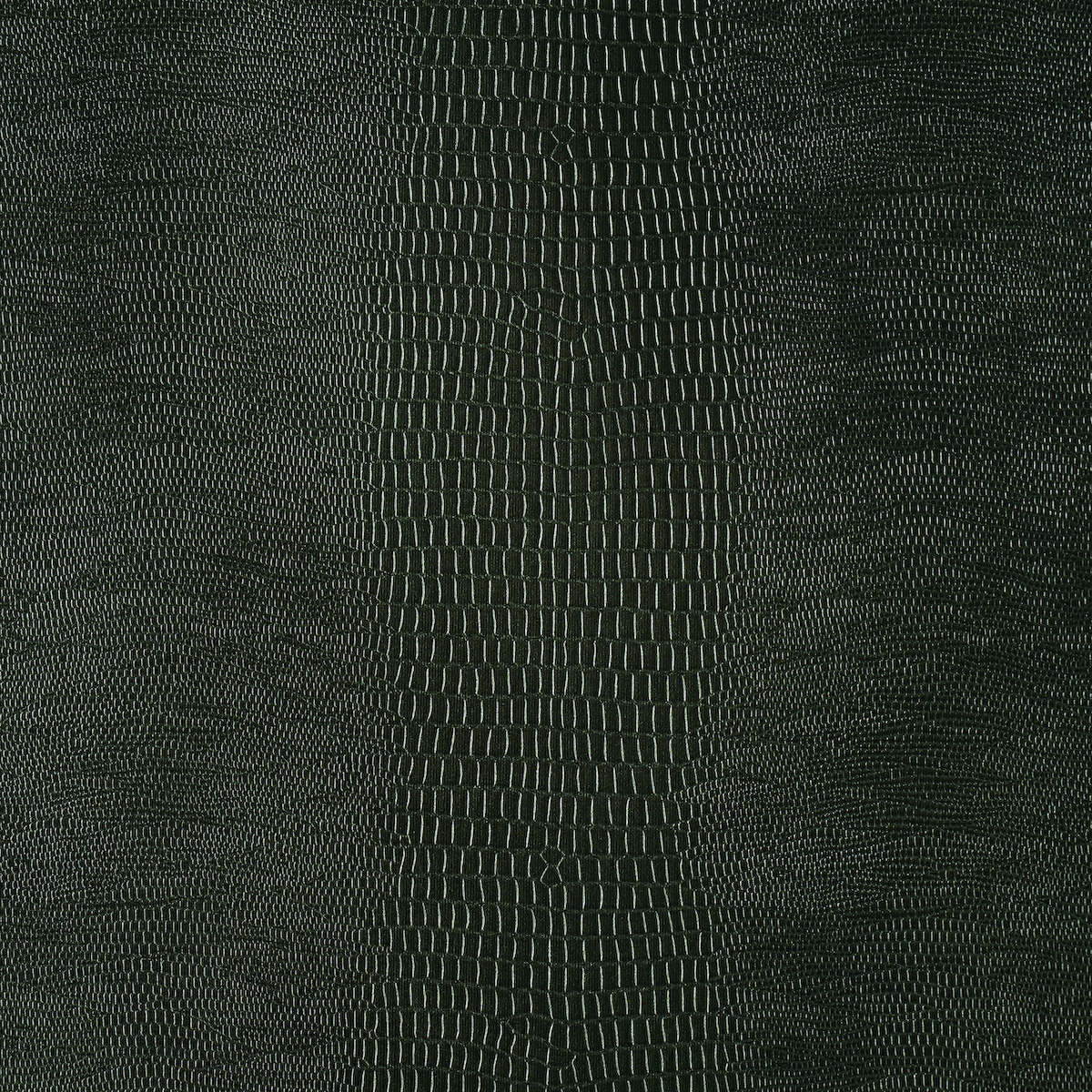 Komodo gallery 2