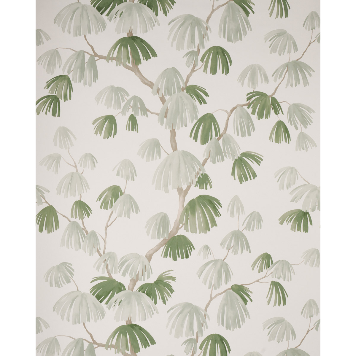 Weeping Pine gallery 1