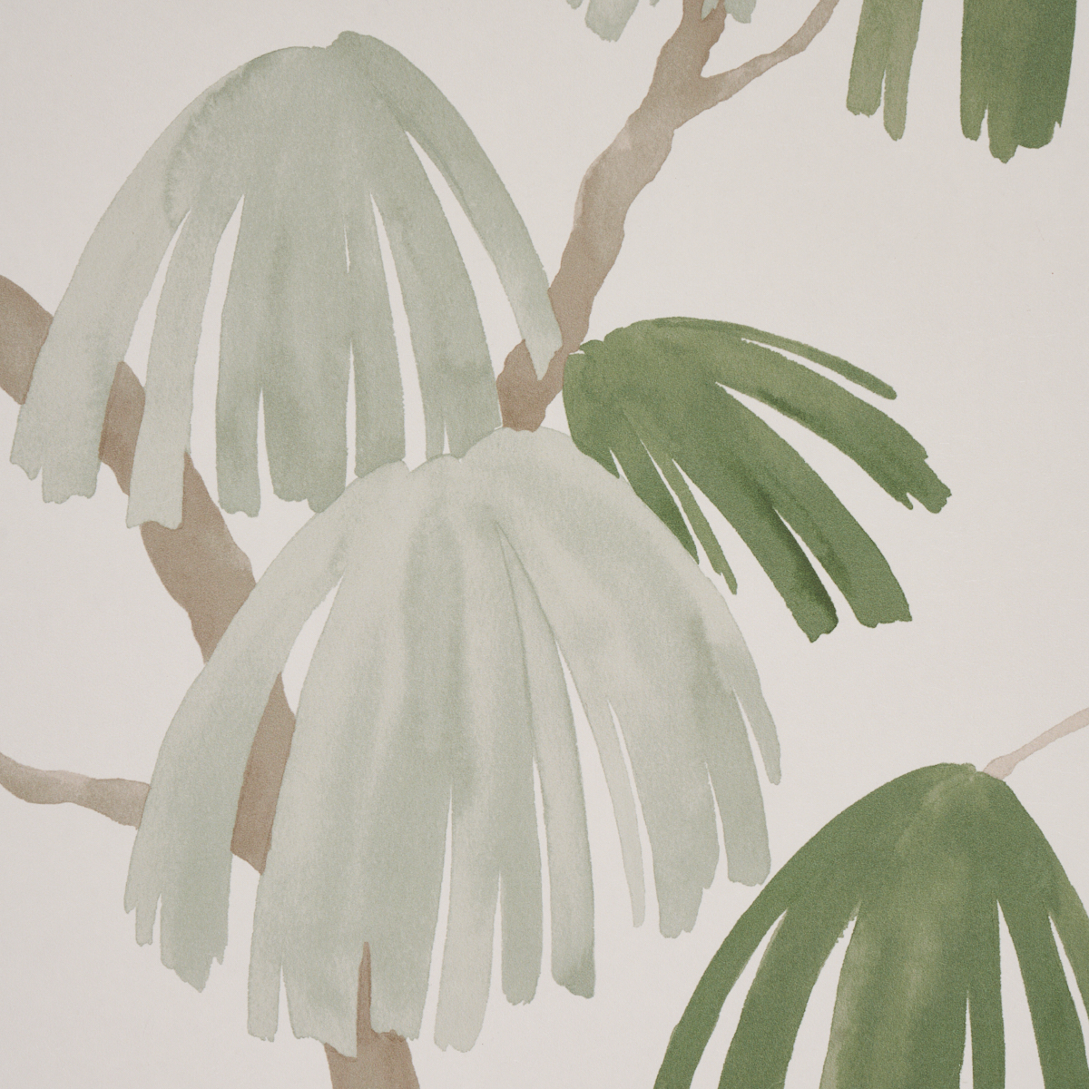 Weeping Pine gallery 2