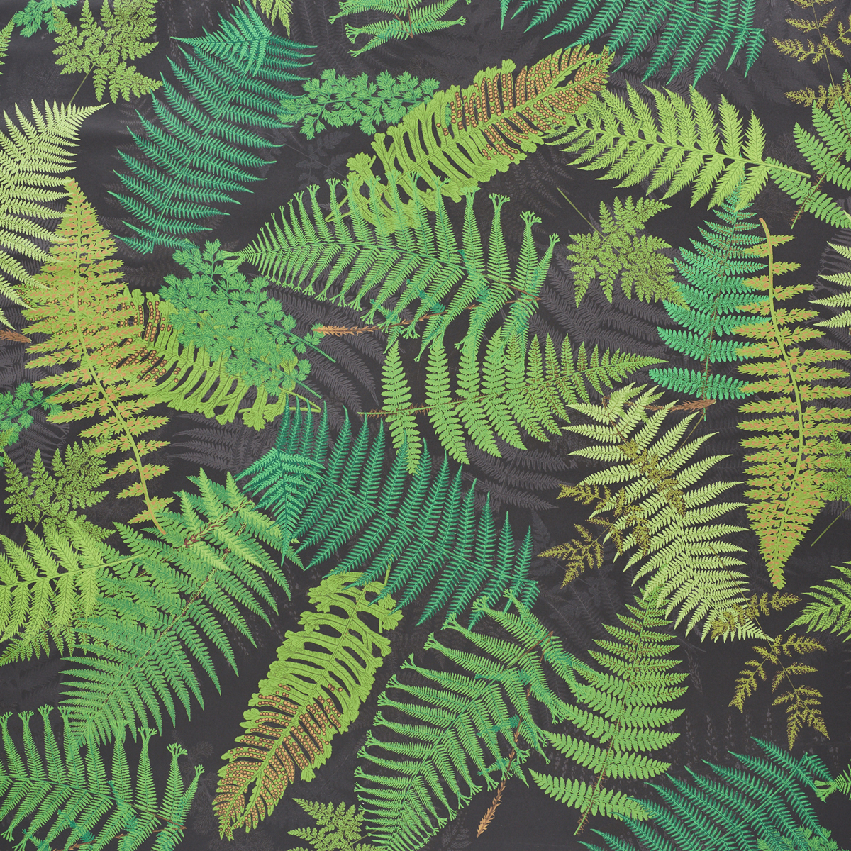 BLACK & LEAF
