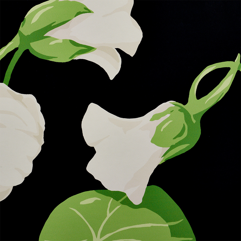 NASTURTIUM gallery 2