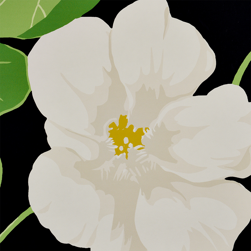 NASTURTIUM gallery 3
