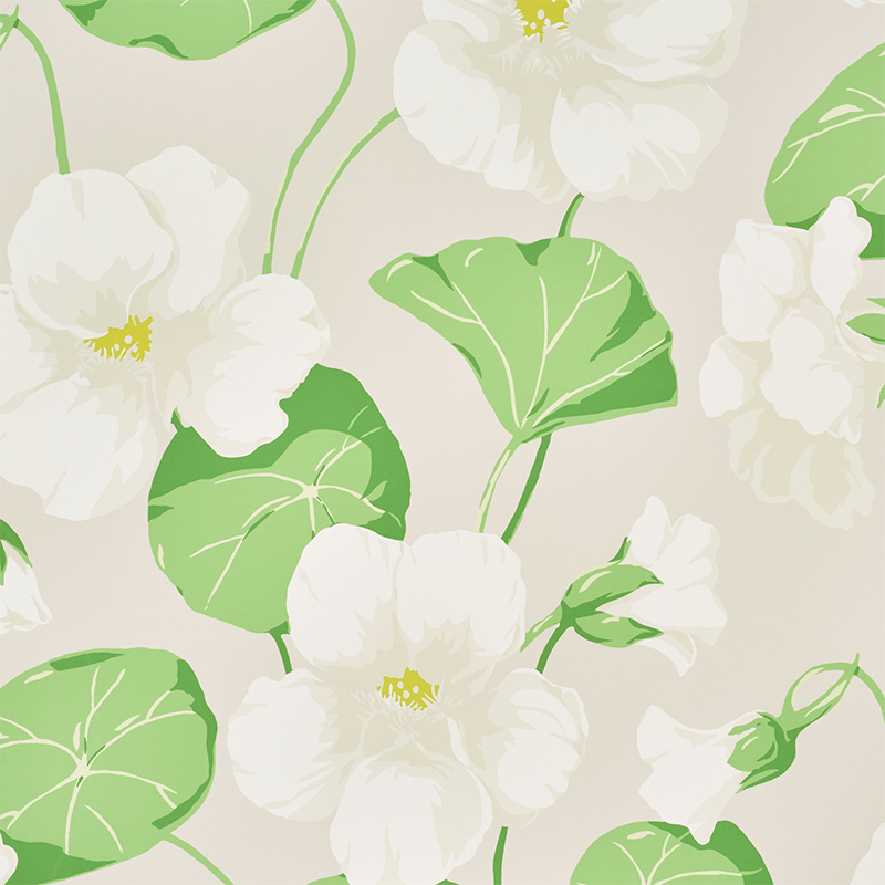 NASTURTIUM gallery 2