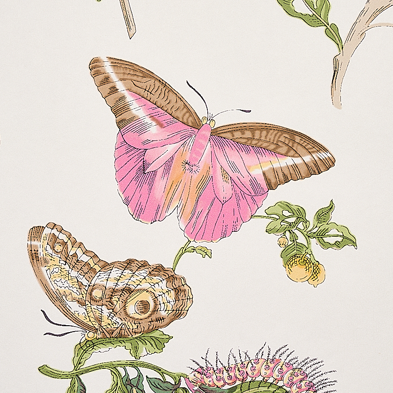 BAUDIN BUTTERFLY gallery 2