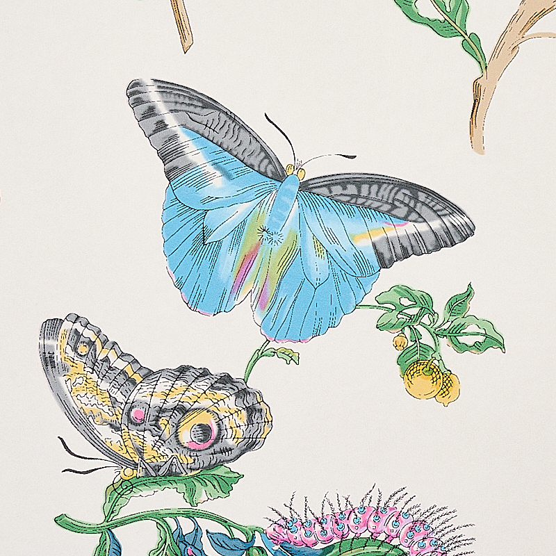 BAUDIN BUTTERFLY gallery 2