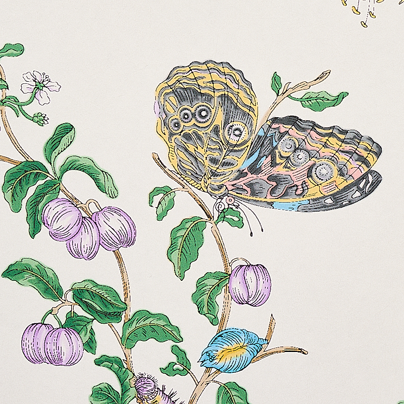 BAUDIN BUTTERFLY gallery 3