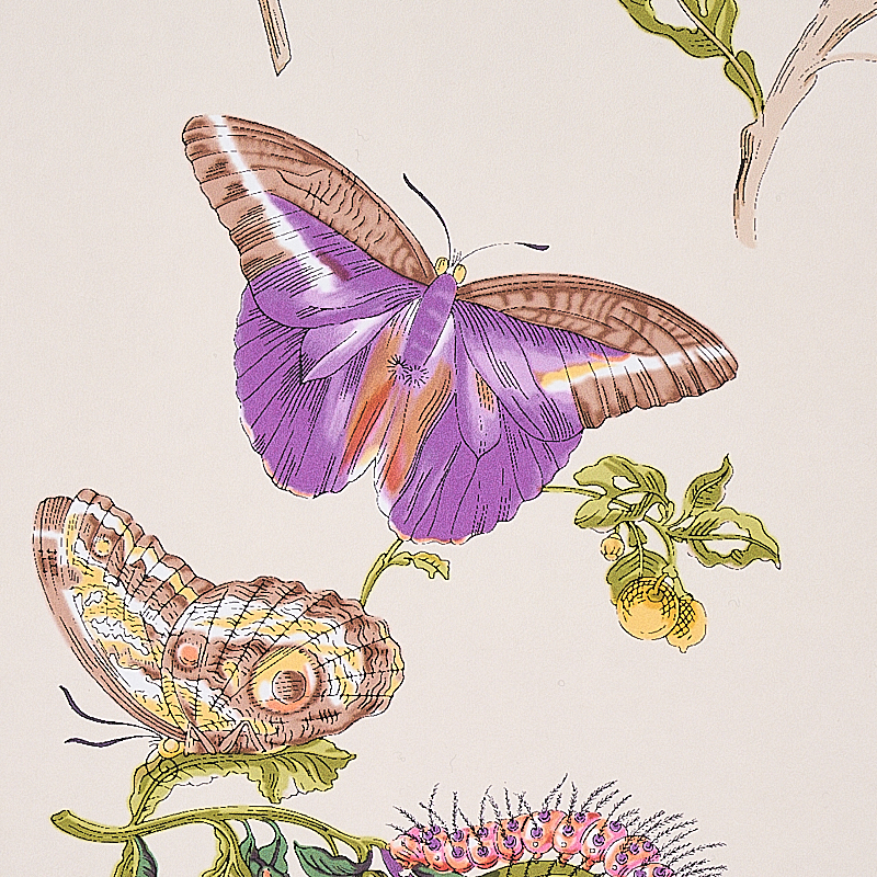 BAUDIN BUTTERFLY gallery 2