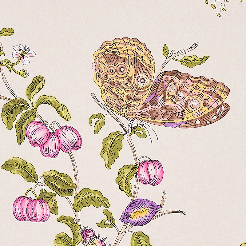 BAUDIN BUTTERFLY gallery 3