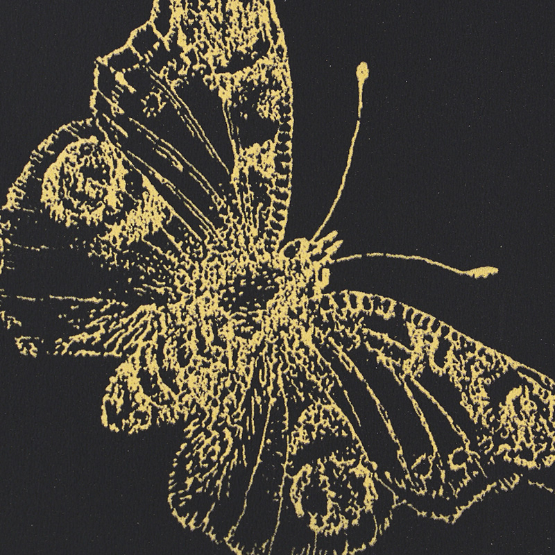 BURNELL BUTTERFLY gallery 3