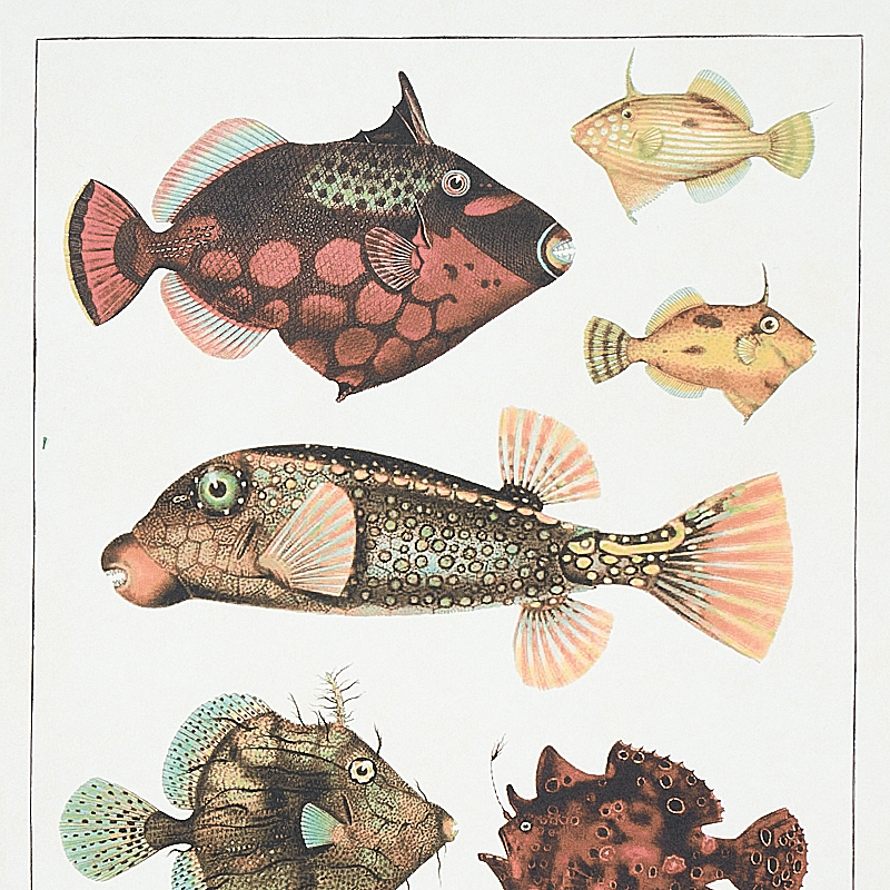 BAUHIN gallery 3