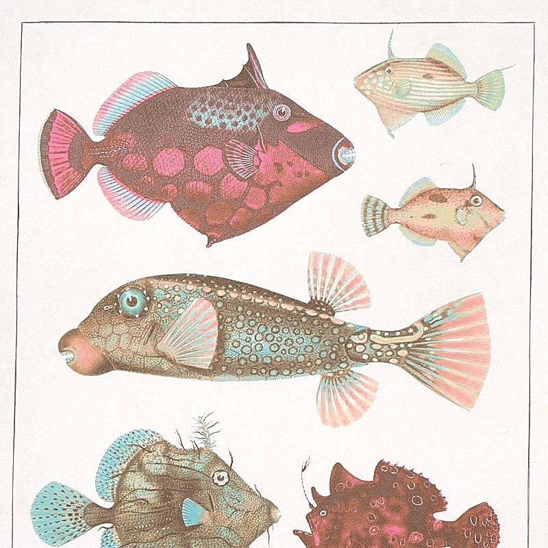 BAUHIN gallery 3