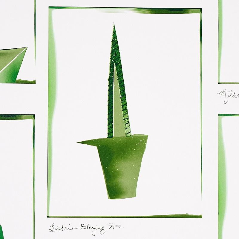 BOTANICALS gallery 2