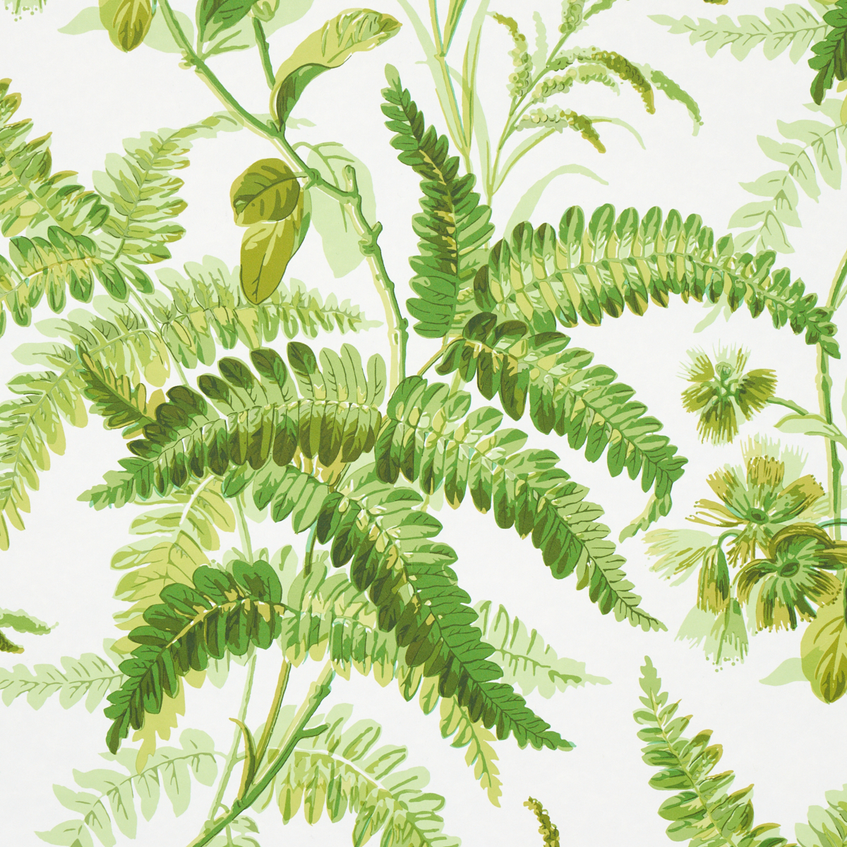 MYERS FERN gallery 2