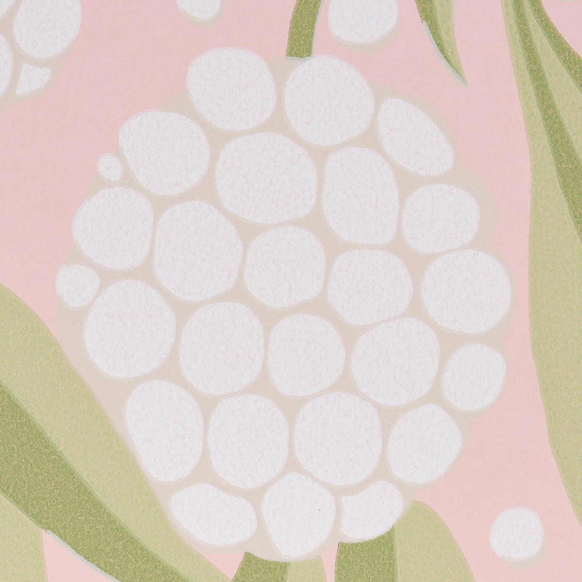 Rubus gallery 2