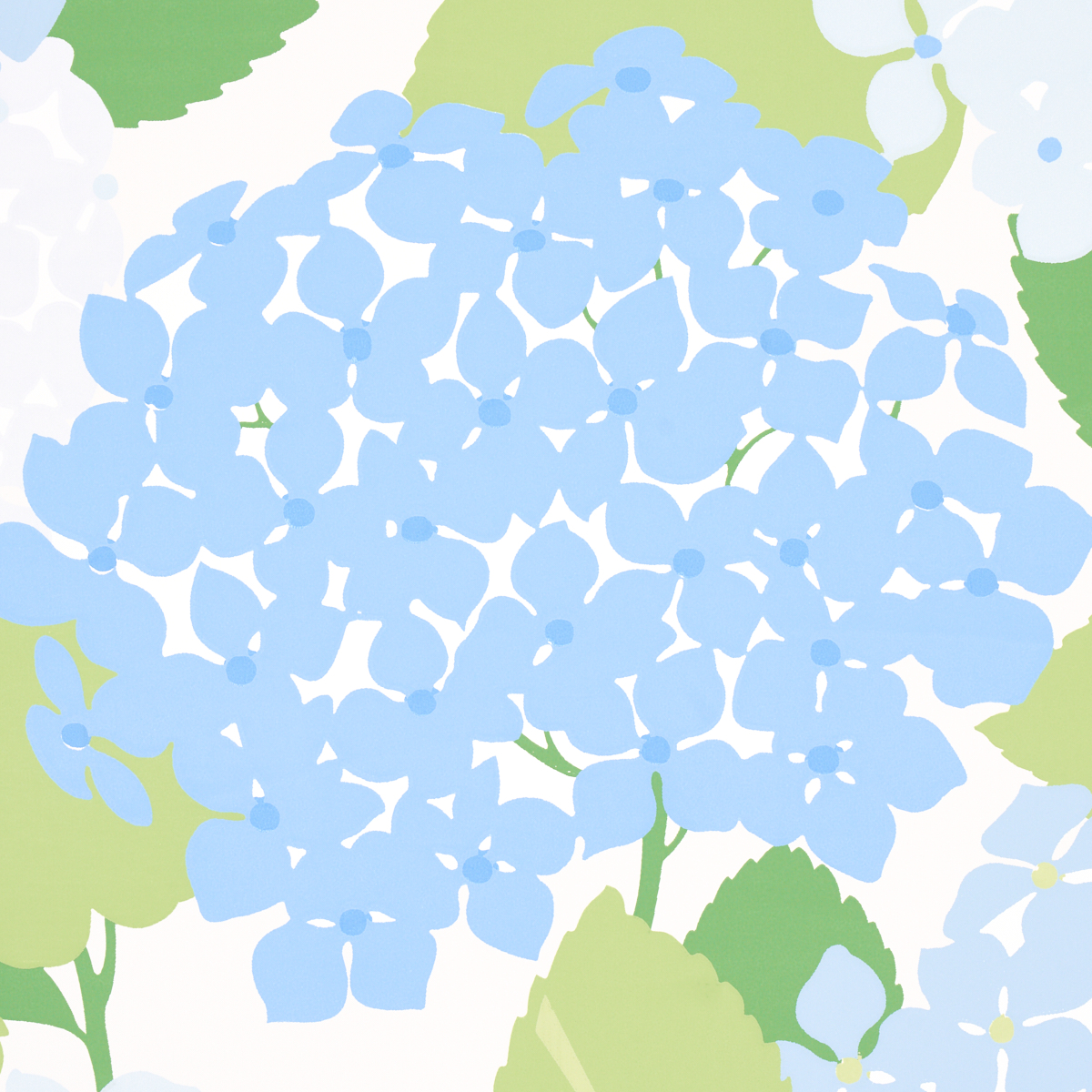HYDRANGEA gallery 2
