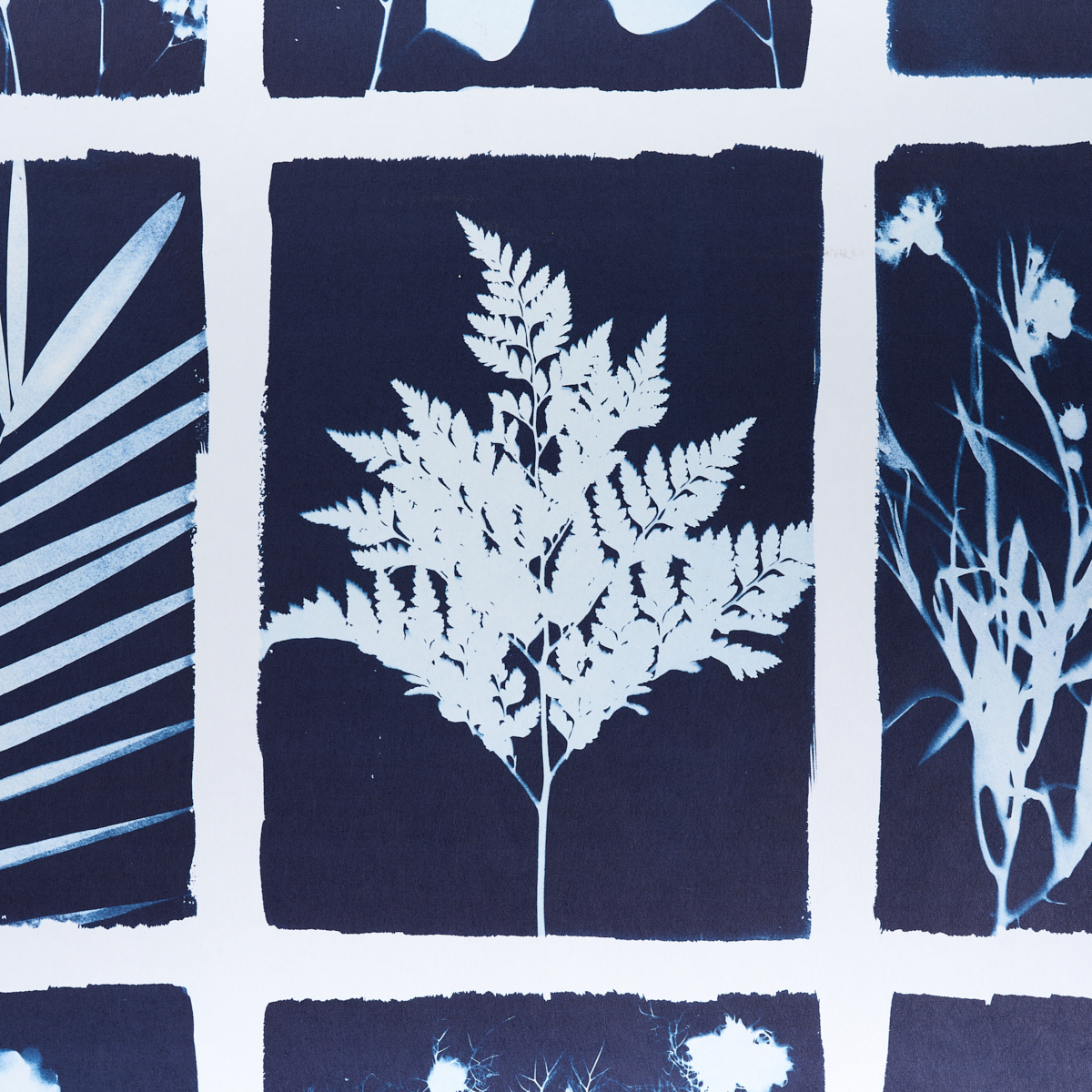 CYANOTYPE PANEL gallery 4