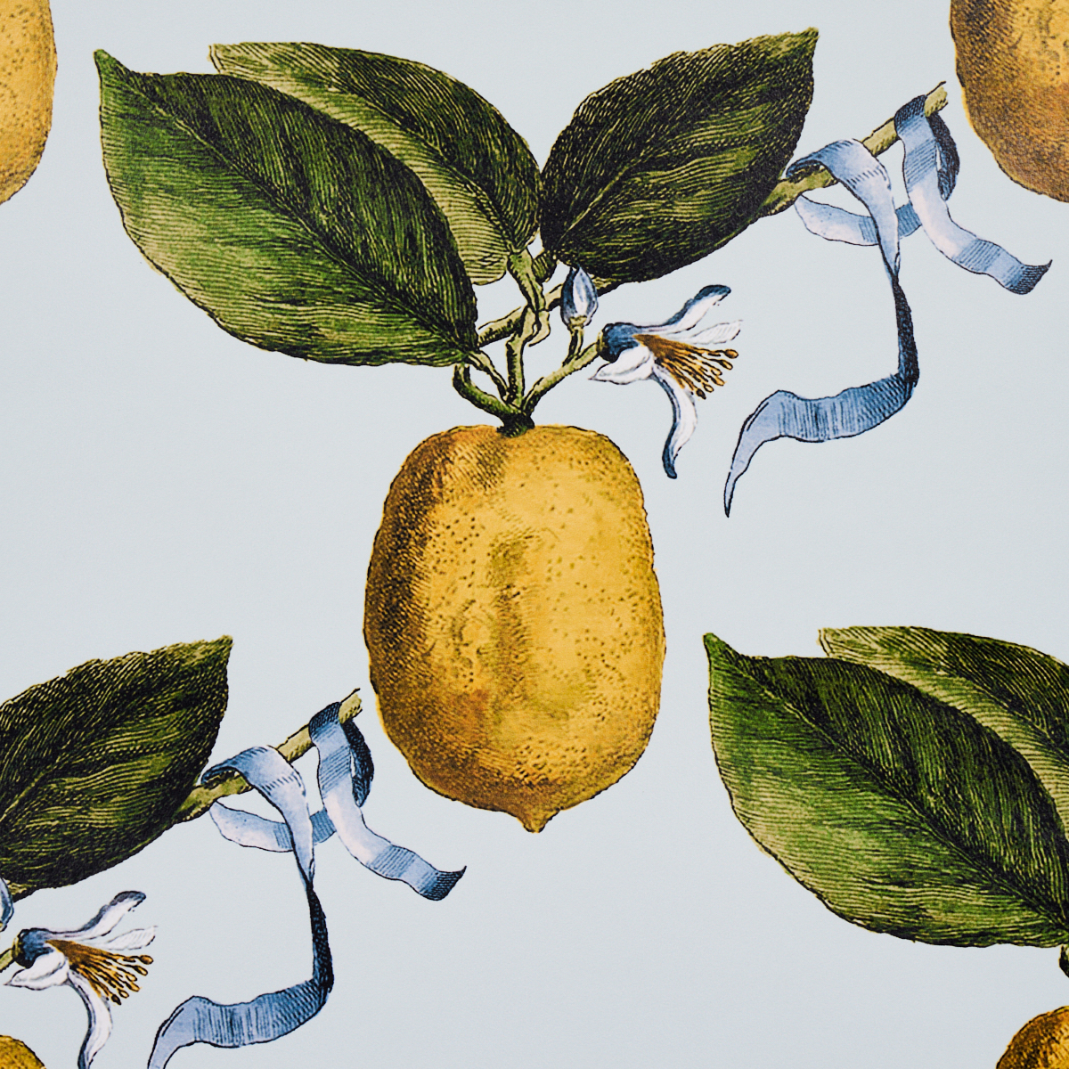 LE CITRON gallery 2