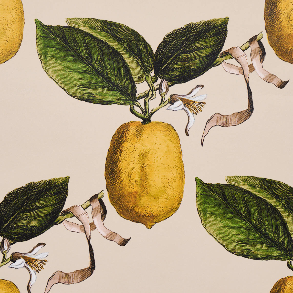 LE CITRON gallery 2